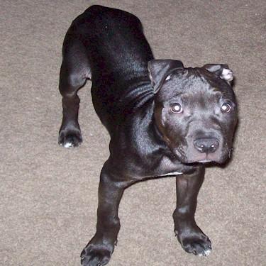 Wards Ace of Spades Pit Bull.jpg